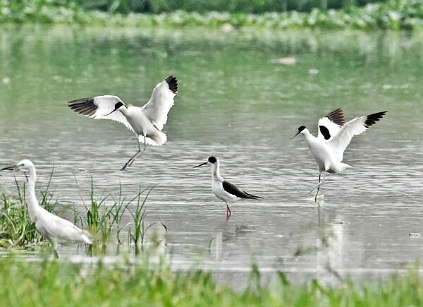 葡萄窝地区的候鸟