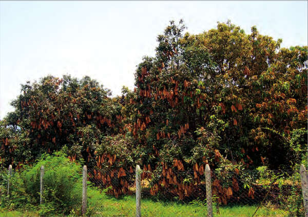 未成熟的及注射药物的芒果将暂缓输出中国