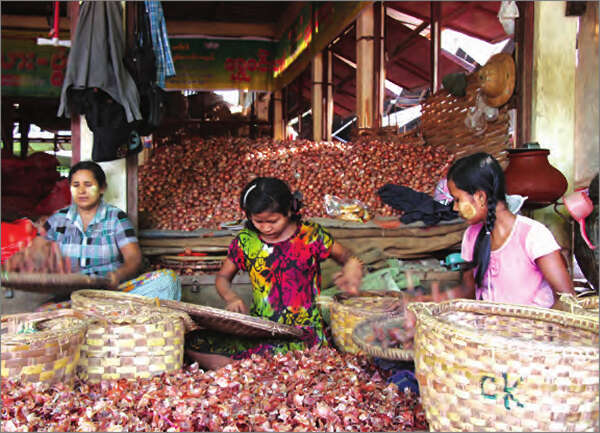 洋葱出口比去年减少70%