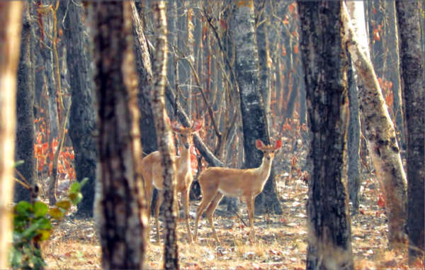 实皆省一保护林区中缅甸金鹿数量增加160多头