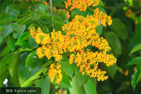 Padauk花迎接缅甸的传统水节