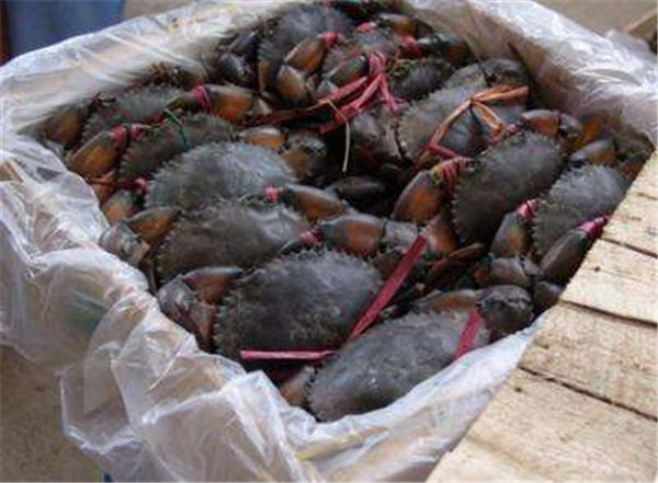 昆明部分海鲜价格上涨 缅甸蟹每千克较上月涨20元