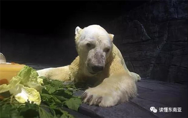 新加坡27岁北极熊面临健康危机为史上第一只出生在热带的北极熊