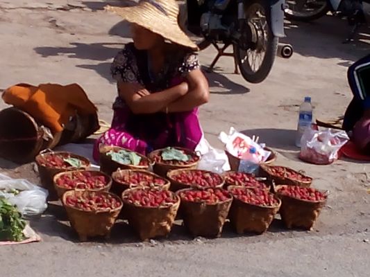 掸邦南部地区今年草莓(Strawberry)大丰收