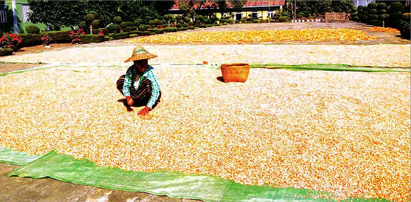 缅甸掸邦地区民间还存有50万吨的玉米