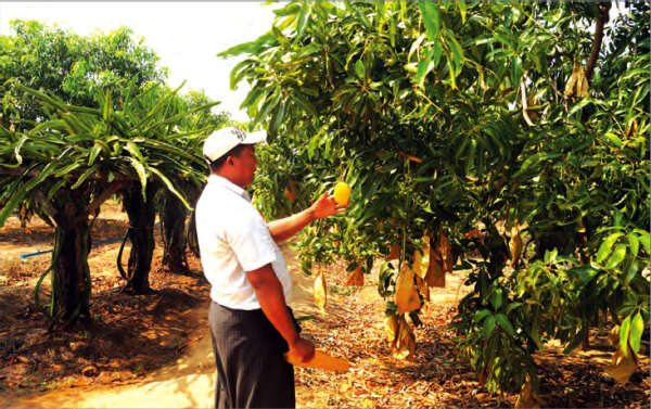 发展有机芒果种植业