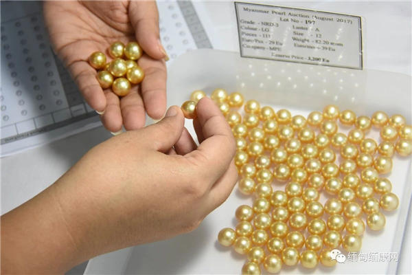缅甸珍珠行业将着重提高质量 并邀请外国珍珠产商与当地人合作