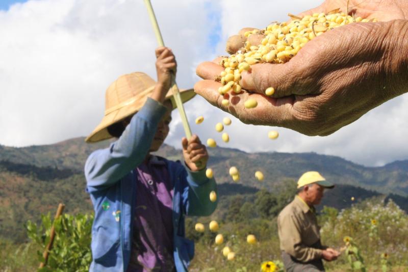 掸南地区将扩大种植大豆