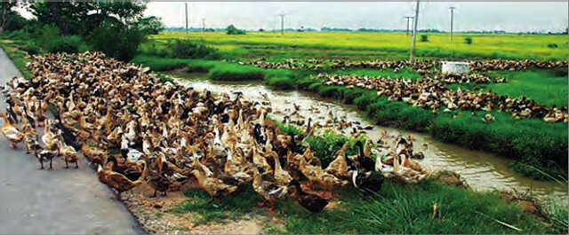 收割好夏季稻的田地变成临时养鸭场