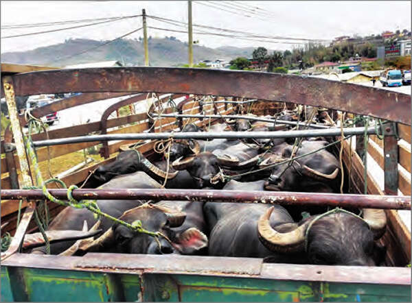 由合法渠道出口的黄牛、水牛头数不断增加