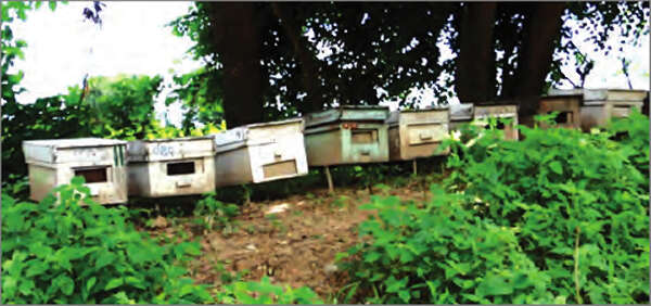 缅甸有机蜂蜜出口国外中国是最大主顾