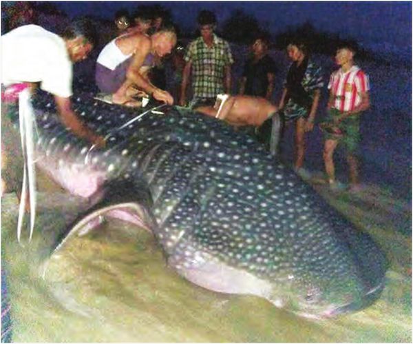 德林达依海岸地区又见一巨大的鲨鲸鱼