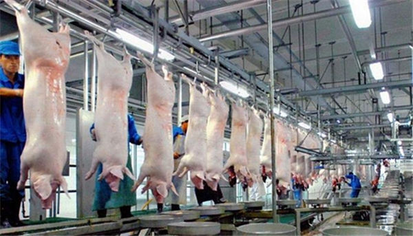 缅甸增加活性畜牧出口致国内屠宰业面临困境