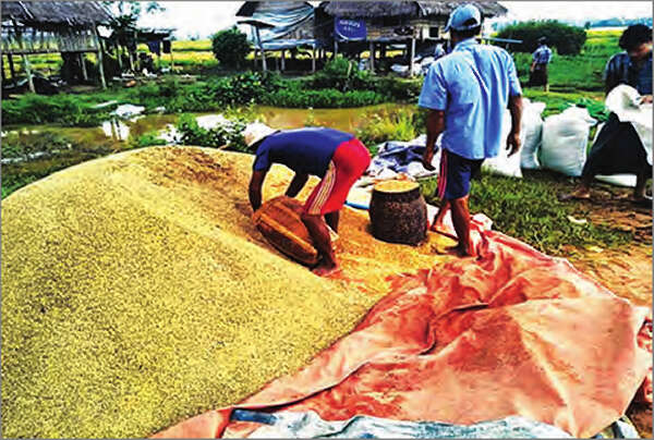 木姐战事影响边贸大米出口致使稻谷价大跌