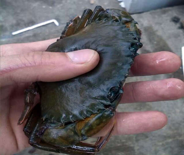 由于原料价钱上涨软壳螃蟹行业面临新难题