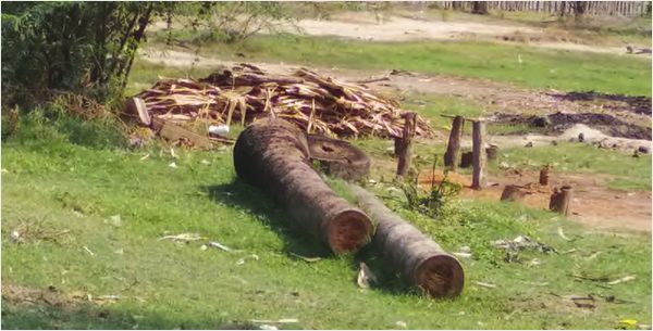 缅甸中部一县区两年来砍掉1万多棵棕榈树