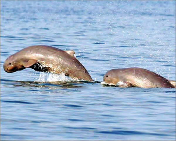 曼德勒——八莫江豚保护区13年来有29头江豚丧生