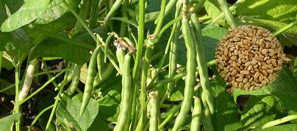 实皆省内将栽种各种豆类100多万英亩