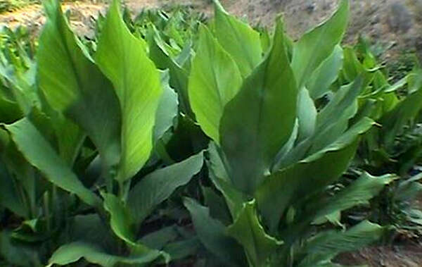 掸邦的姜黄市场情况不久将好转