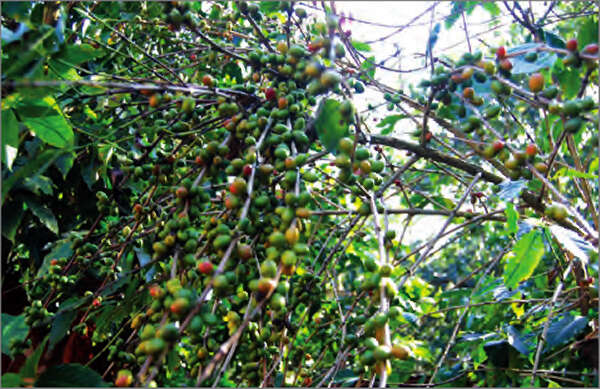 掸邦南部出产的咖啡豆计划常年出口法国