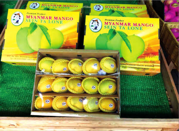 缅甸停止向新加坡出口圣德龙芒果