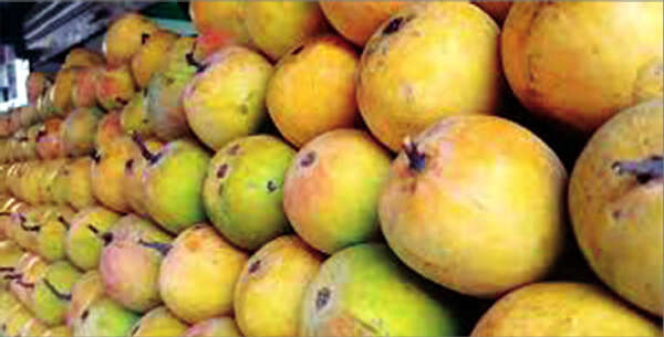 “可惜了这些芒果”——对芒果出口的一些看法