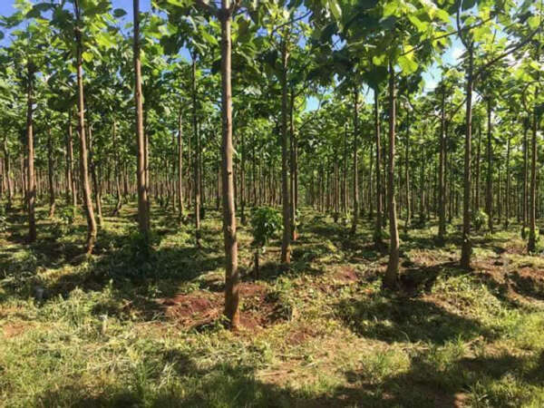 不含任何化学药物的白麻树胶可卖得高价