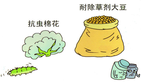 亚太地区去年转基因作物种植面积占全球10%