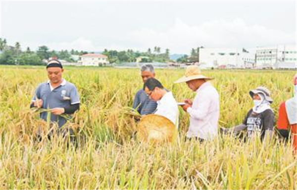 中国杂交水稻扎根菲律宾