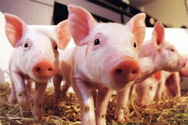 非法进口导致缅甸养猪业经营困难