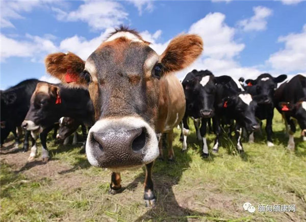 中国计划从缅甸购买100万头牛