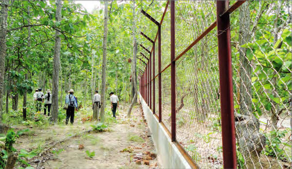 实皆省政府计划在保护林中圈养金鹿
