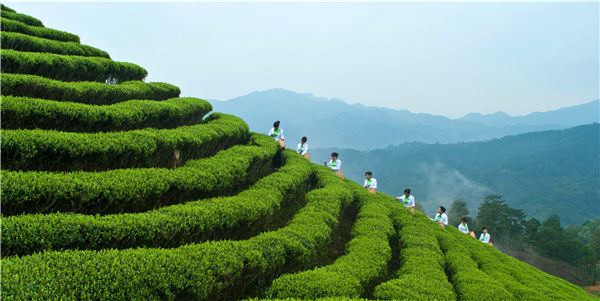 瑞士将帮助缅甸打造生态茶园走向国际市场
