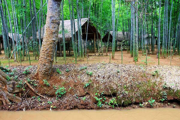 竹子——绿色的金子