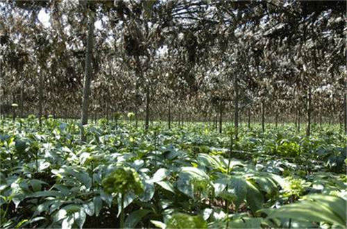 缅甸草药种植园培育的药材将提供给传统医药厂