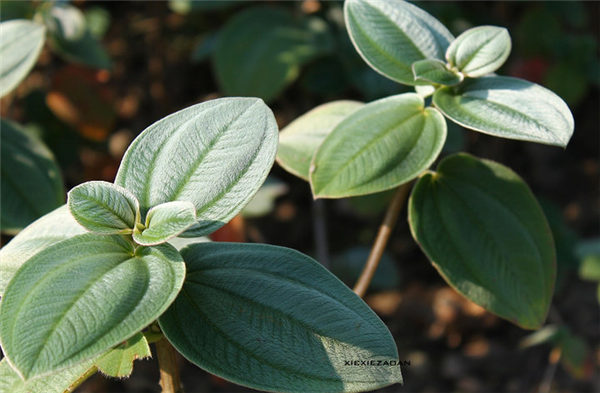 中国—东盟携手编制药用植物保护技术指南