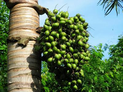 茂都县槟榔价钱上扬却因缺乏树苗种植者日益减少