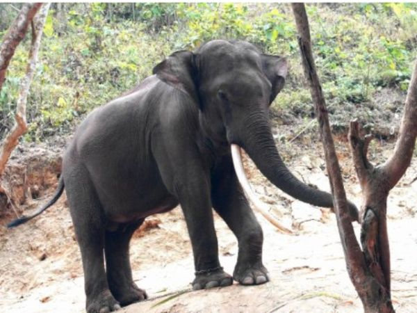 伊洛瓦底省又发现一头野象遭屠杀