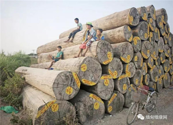 自然资源和环境保护部鼓励木材厂种植出口原木