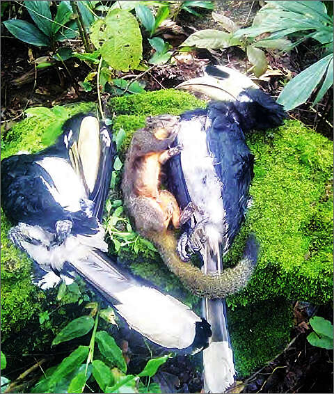 勃固省东部山脉地区飞禽走兽都面临绝种危机