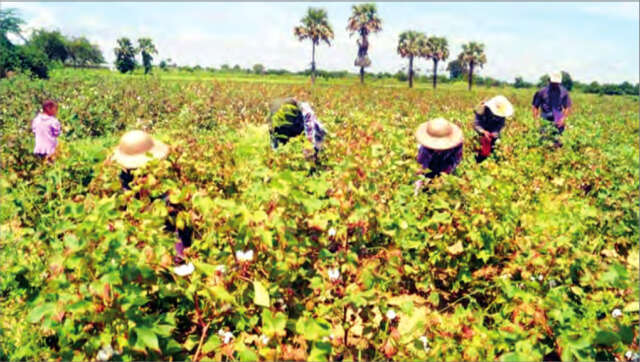 马奎省农民们扩大种植冬作物棉花 缅华网