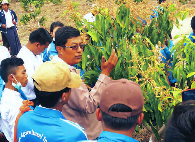 缅甸果农们正在努力生产有机芒果