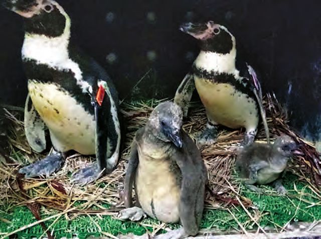 内比都动物园新增3只小企鹅