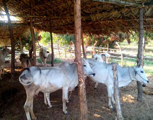 为增加牧民们的收入，应向他们提供良种公牛