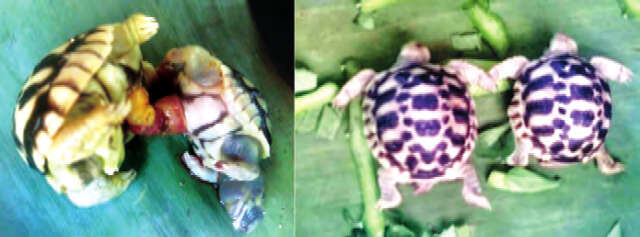 蒲甘市星龟饲养场成功地为一对连体星龟进行分离手术