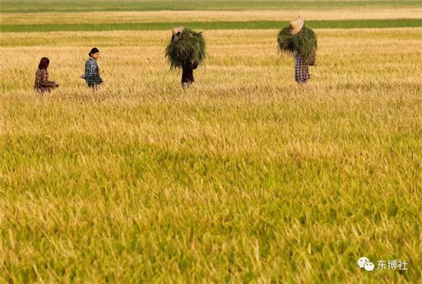 缅甸大米出口的春天在哪里？