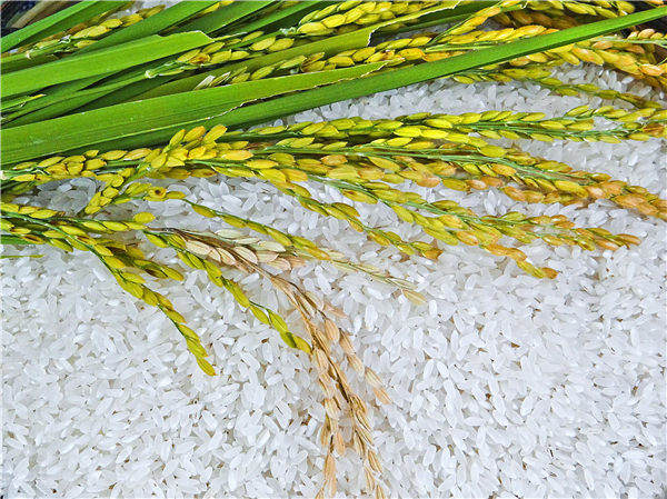 缅甸大米联盟要求政府谈判更多的对华大米出口配额