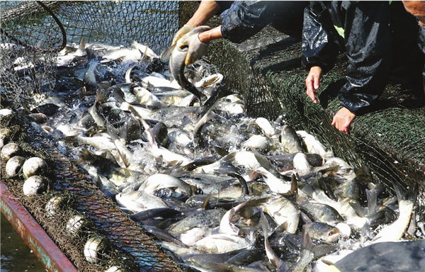 缅甸若开邦将提高水产品产量