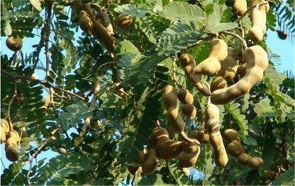 今年缅甸酸角渣出口量增加