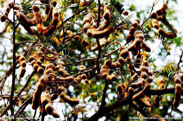 正大批量上市的缅甸酸角销售很旺